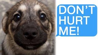 r/Bestof My Boyfriend Tried to Murder My Dog