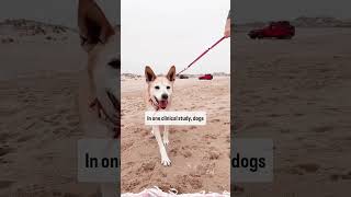Hill’s Pet Nutrition works to keep pets feeling bold in their old age! #Shorts