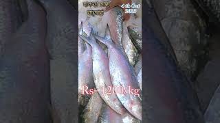 হাওড়া মাছের বাজারে পদ্ম ইলিশ || hilsa fish price October 2023 ||koakata fish maekt ||