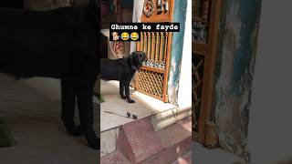 Mini volgs😍🐕 Julie||#doglover #shortsfeed #labrador #dog #shortvideo