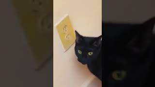 #meow #cat #cattype #funny #cats #meowcat #pets #funnyanimals