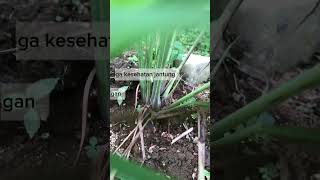 Manfaat serai untuk kesehatan #tanamanherbal #shorts #serai