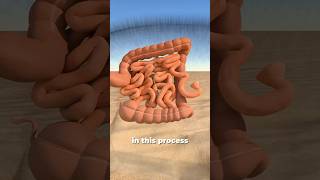 An Animal With Cube-Shaped Poop 😱 #shorts #animation