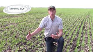 Four Ways Plant Nutrition Helps Deal with Moisture Stress