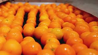 Agro Trade - Egyptian Fruits and Vegetables for Export 2025