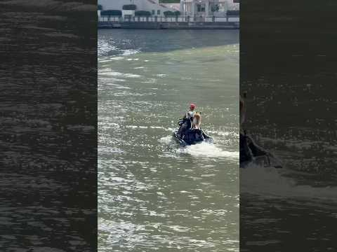 Boating Dog, Brisbane River #brisbane