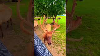 Wapiti antler starts shedding #animals #shortvideo