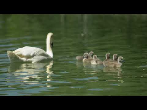 Swan family in Titan Park (Bucharest, Romania)