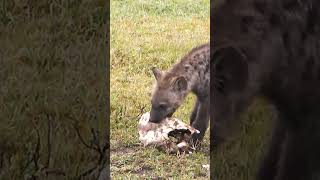 Top 5 Strongest Bites in the Animal Kingdom #AnimalBites #WildlifeFacts  #BiteForce #AnimalKingdom