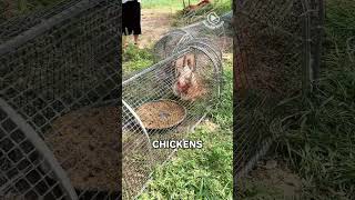 Foldable Chicken Coop.