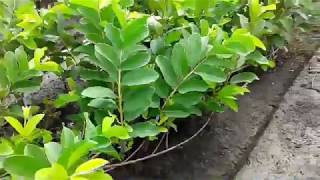 珍珠芭樂苗,森聯茂種苗園,0980870355,芭樂樹苗,芭樂果苗,芭樂苗,土芭樂苗