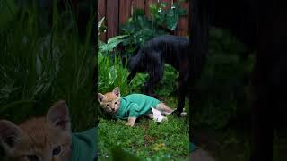 SO COOL BABY#cute #cutecats #shorts #cat #kitten #catstagram