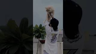 Cat morning me humre pass kyu ati h ..#catshorts #catitindia #catknowledge #persiancat #animallover