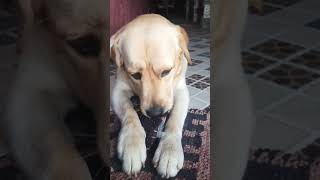 funny baby #intags #funnybaby #dog #dogaltas #funnyasf #awesome #cute #intags #cool #flawless