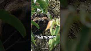 Sloths: Cute… but Built to Fail? #Pawticle #SlothFacts #WeirdAnimals #AnimalShorts #WildlifeWonder