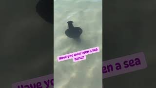 Have you ever seen a sea hare!? #exploreflorida #seaanimals #mollusca