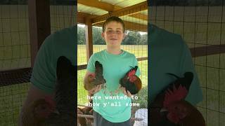 Check out my Old English Red Bantams! #bantams #rooster #chicken #backyardchickens #eggs