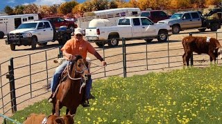 Wayne Frederickson & David Brin Sorting 6 Cows Time 59.88 4D Arena Wittmann Az.