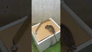 Mouse trap tips at home/best Mouse traps #mousetrap #rattrap