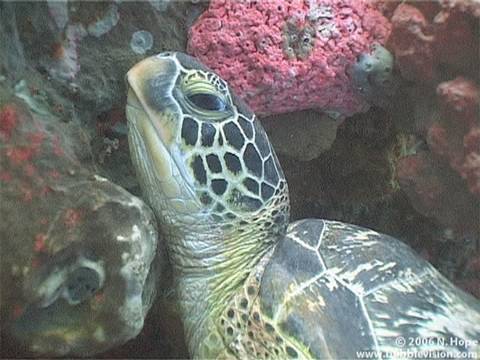 Lekuan 1 & 2 , Bunaken Island