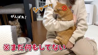 抱っこされただけでママにガチギレする勘の鋭い猫…