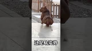 funny animals 狗狗的奇怪行為：這是什麼姿勢～#lovelypet #dog #宠物 #萌宠 #寵物搞笑視頻