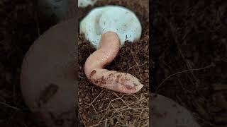 baby hognoses hatching #hognose