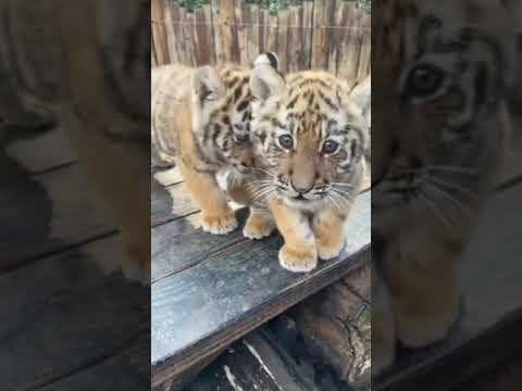 TIGER  CUTE BABY||Tiger baby playing #shorts #animalshorts #animalfunnyshort