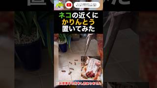 【ドッキリ】 猫の近くに黒糖かりんとう置いてばあちゃん呼んでみたwww #ネコ #かりんとう #ドッキリ #ドッキリ大成功 #うんち #うんこ #ねこ #ねこのいる生活