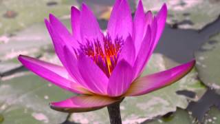 Things to do in Hong Kong - Mai Po Marshes   香港米埔濕地