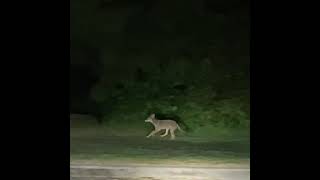 郊狼2
