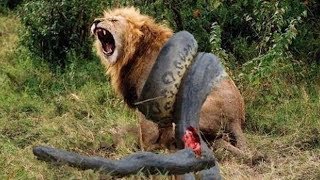 野生动物2018年，惊人的狮子幼崽保护他的兄弟从蟒蛇攻击！印象深刻的戰鬥 | Wild Animals