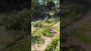 flower nursery|gardening|beautiful flowers|#flowers#nature#ytshorts #gardening#autoplant#shorts#yt