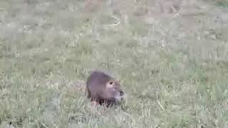 bad nutria