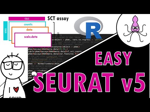 Seurat v5: structure and main workflow easily explained!