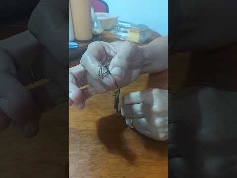 The Praying Mantis