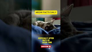 What’s Up With Cat Zoomies 😺 #cat #pets #yourcat