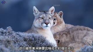 美洲狮正在狩猎原驼，原驼无论是体型还是力气都比美洲狮大上不少，也不是那么容易狩猎的#动物科普 #动物世界 #神奇动物在抖音