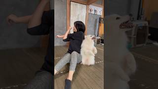 ぽぽさんと一緒に筋トレ楽しすぎる✨　#犬 #日本スピッツ