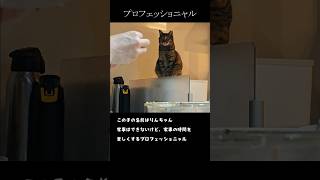 プロ猫のお仕事風景