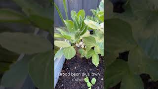 How to grown from seed dwarf Broad beans