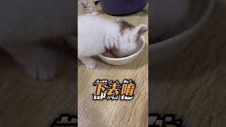 快樂七仔吃飯 #陌帆 #碩俊 #毛孩 #寵物 #七仔 #貓咪