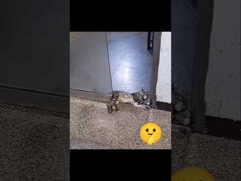 cat video #catshorts #funny #trandingreels #catvideo #ytshorts