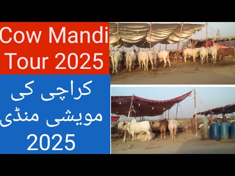 Northern by Pass Cow Mandi 2025 Tour
