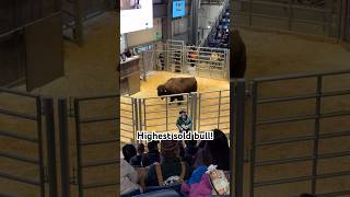 Highest bull sold I’ve seen since raising bison! $25K #bisonranch #bison #buffalo #agriculture