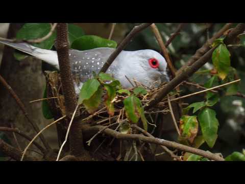 AVIARIO PARQUE TRICAO 2019