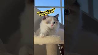 Toria story time #cat #kitten #funny #cutecat #catshorts #cutepet #fypシ゚viral #fyp