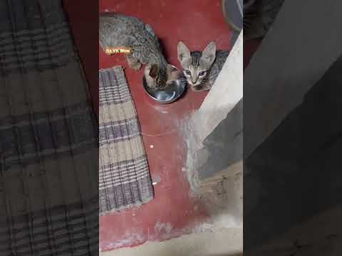 We lost our Mom #cat #mother #meow