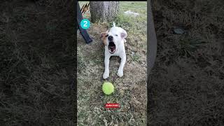 Top-5 Aggressive Dog Breeds In The World | Angry Dogs |  Wildlife Claws