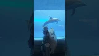 Aquarium introduction by a former aquarium staff member 🐬✨ Shikoku Aquarium Edition!! #PR #TikTok...